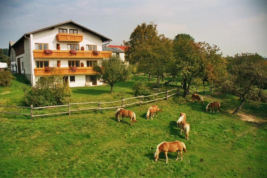 a group of horses grazing in a field in front of a house at Biobauernhof Wolf-Hof in Pressbaum