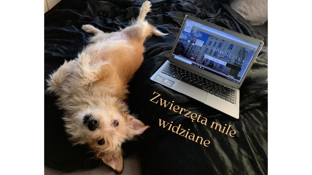 Domácí mazlíčci ubytovaní s hosty v ubytování Dom Muzyka
