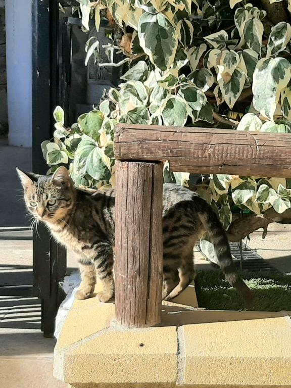 Fotografie z fotogalerie ubytování Apartamento Rural Cristi v destinaci Ronda
