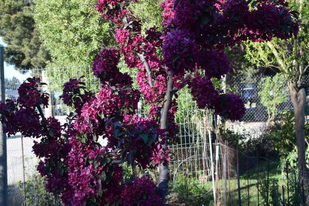 a tree covered in purple flowers next to a fence at Montalto in Dina Huapi