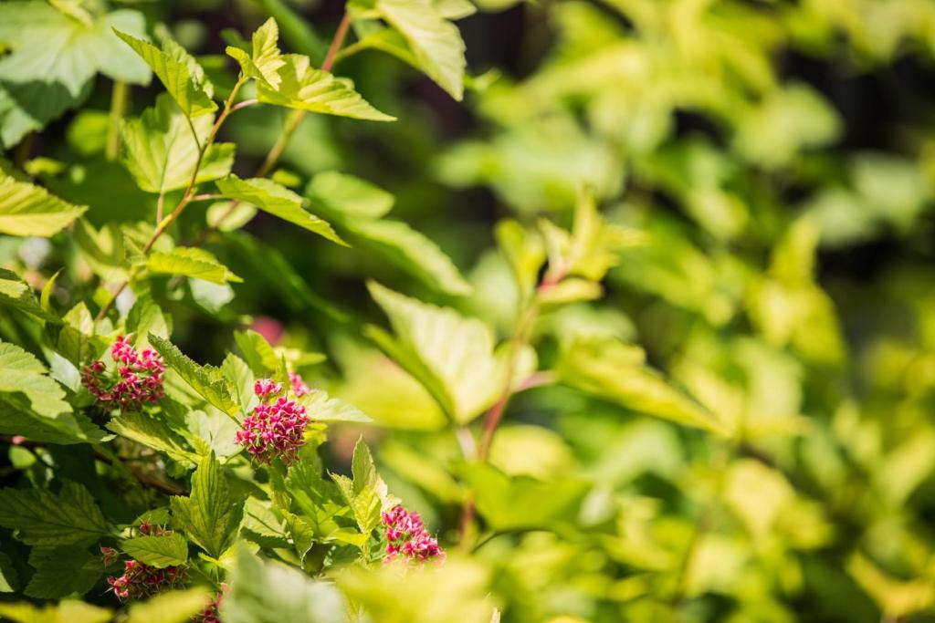 Hotel U Karla - Resim 37