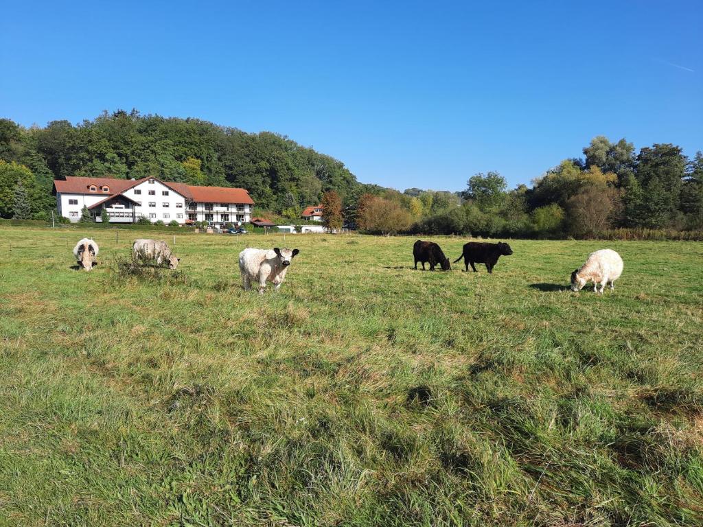 Zvířata v hotelu nebo okolí