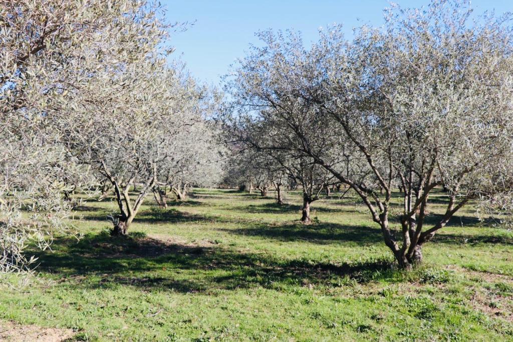Zahrada ubytování Terre Luberon