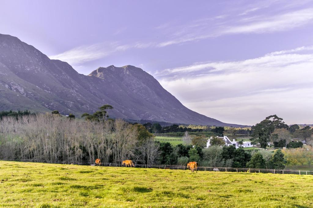 a group of cows grazing in a field with mountains in the background at Hemel 'N Aarde Stud in Hermanus