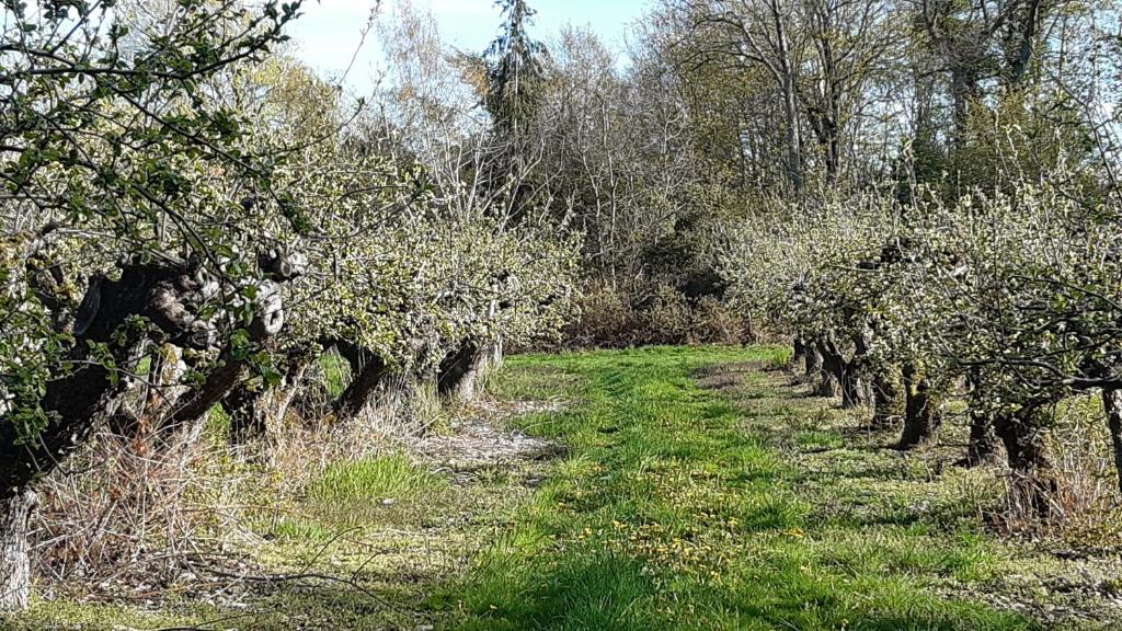 Zahrada ubytování Guldkustens Gästhus - Österlen, Kivik