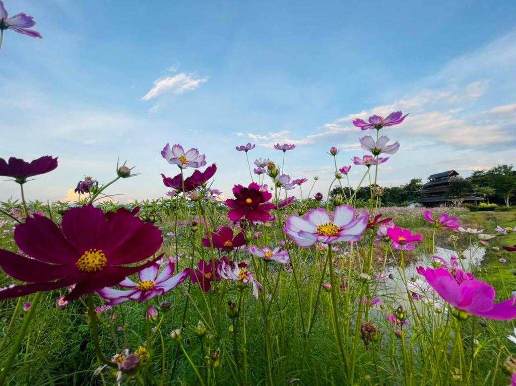 Chapulin Natural Resort - Resim 31