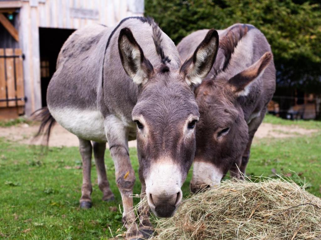 two donkeys are eating hay in a field at Cab&#39;ânes du Pibeste in Ségus