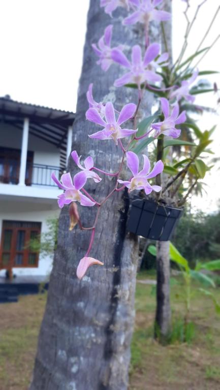 Zahrada ubytování Mellow Villa