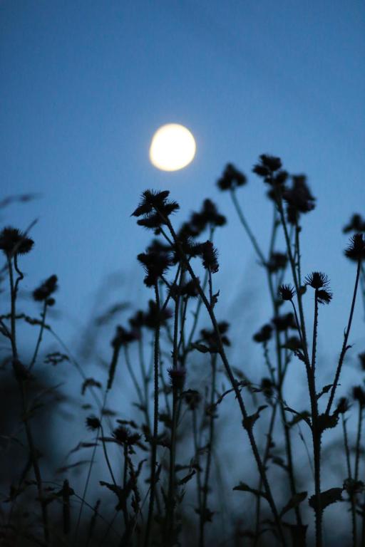 Fotografia z galérie ubytovania Domki w Smolniku z możliwością apiterapii v destinácii Komańcza