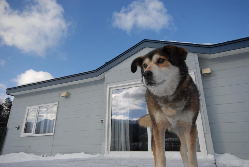 a dog standing in front of a house at Tarochanchi in Engaru