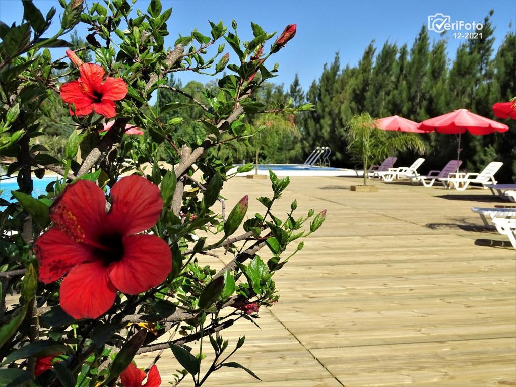 Zahrada ubytování Villa Las Flores