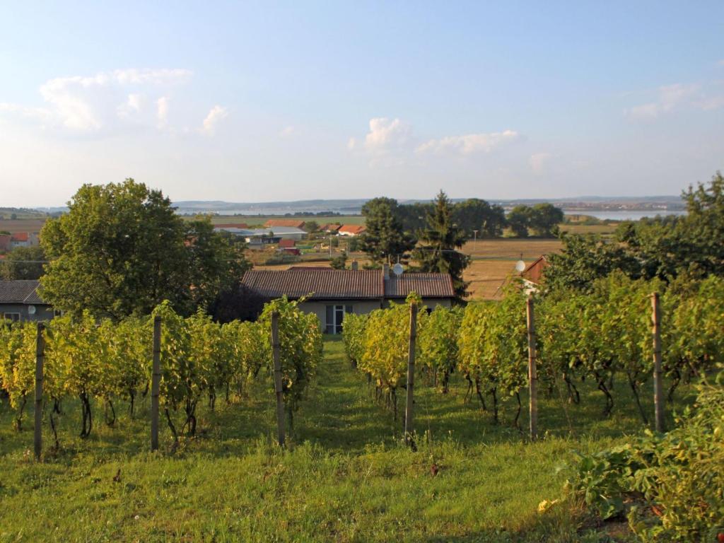 uma vinha com fileiras de uvas num campo em Holiday Home Milovice by Interhome em Milovice