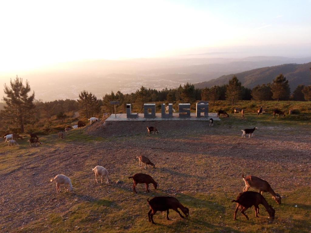a group of animals grazing in a field at Casa do Pastor in Lousã