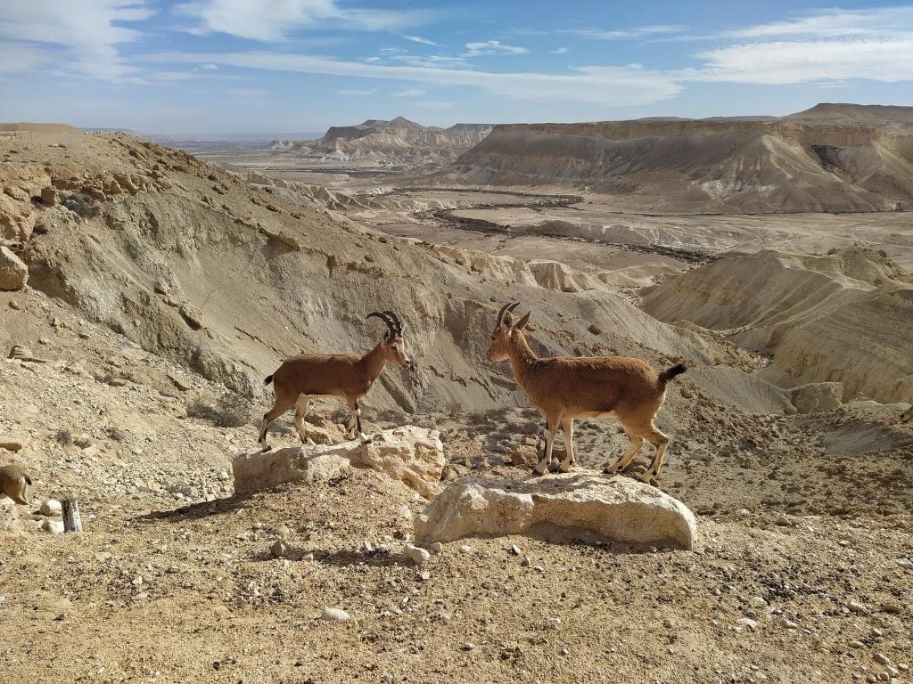 duas cabras de pé ao lado de uma montanha em Glezant em Mitzpe Ramon