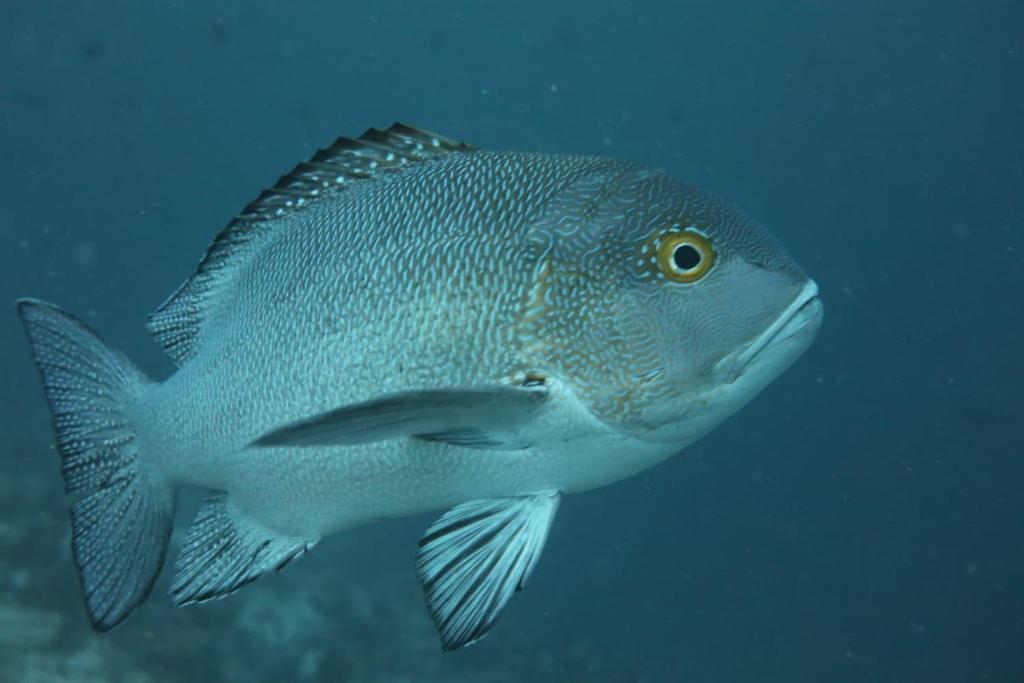 a fish that is swimming in the water at PRIV Fodhdhoo in Fodhdhoo