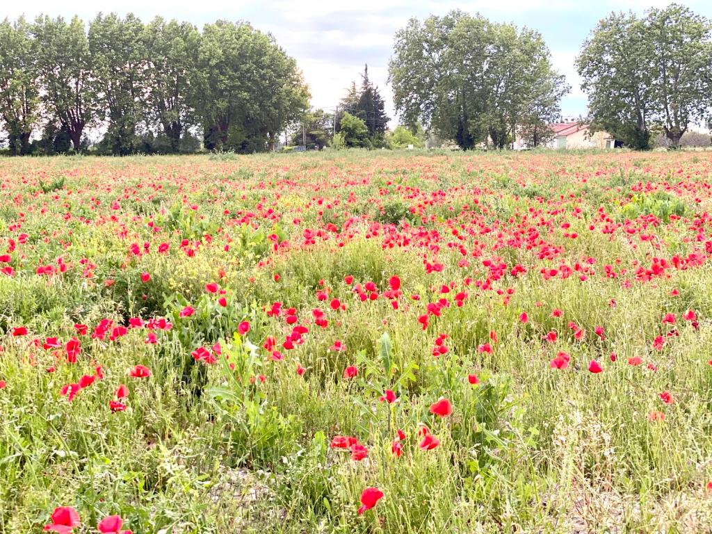 Zahrada ubytování Villa et maisonnette provençales