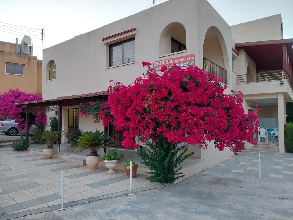 Droushia Holiday Apartments في دروشيا: مبنى أمامه ورد وردي