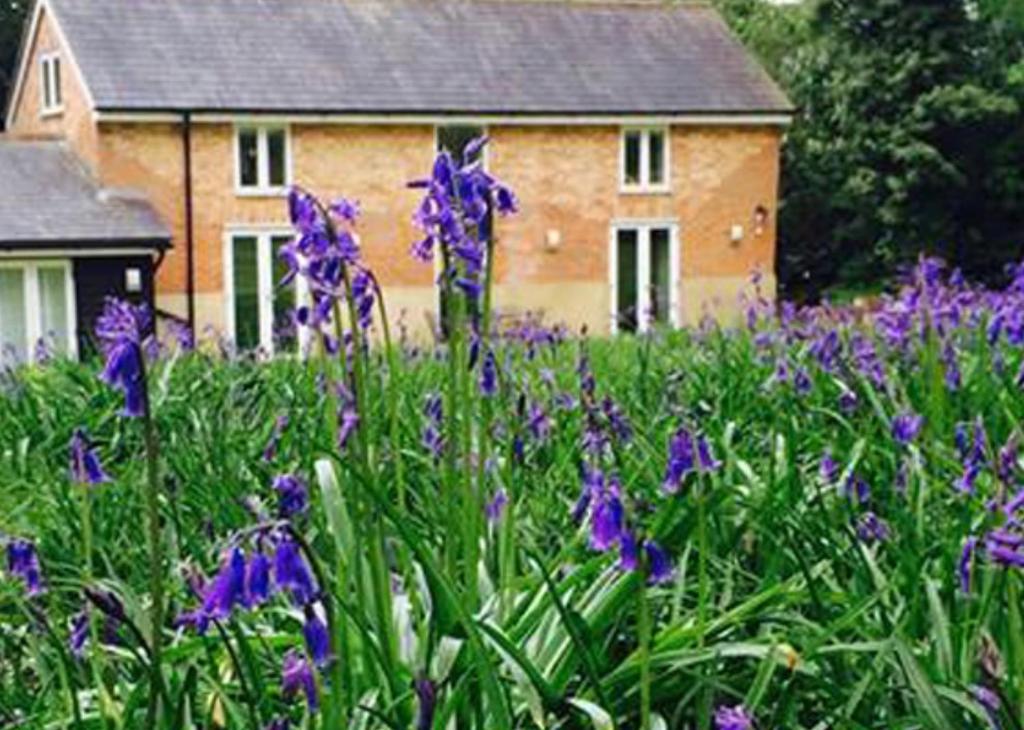 a field of purple flowers in front of a house at Grooms Cottage in Kent