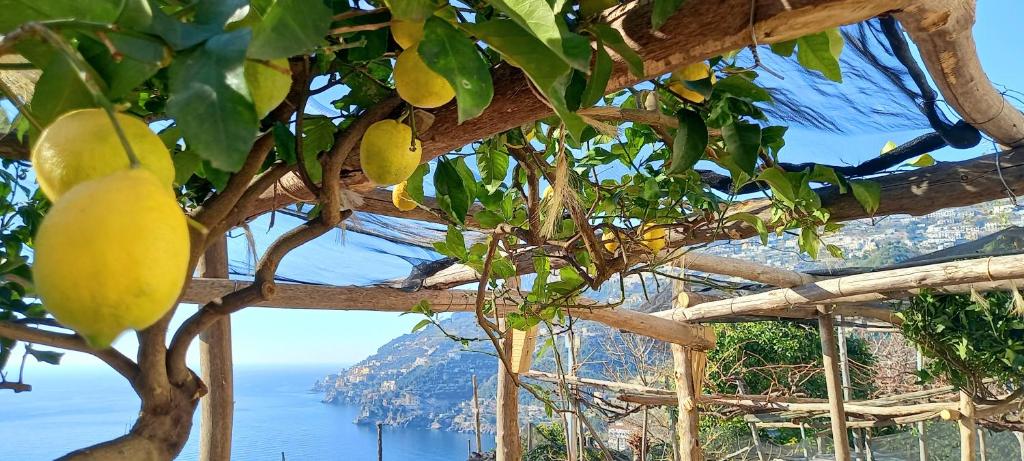 a tree with yellow fruits growing in front of the ocean at TakeAmalfiCoast Main House in Minori