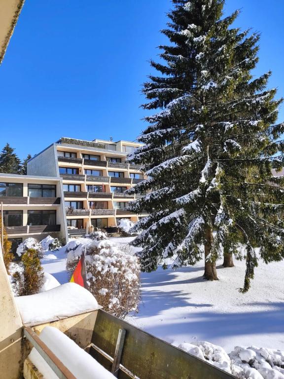 a snow covered tree in front of a building at Ferienapartment "Alois" in Sankt Englmar in Sankt Englmar