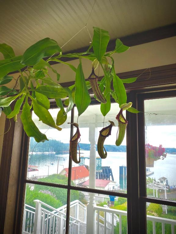 a large green plant hanging from a window at Orcas Hotel in Orcas
