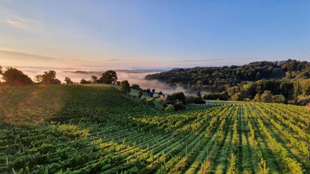 een luchtbeeld van een groot akkerland bij Weingut & Ferienwohnungen Lenhard in Lang