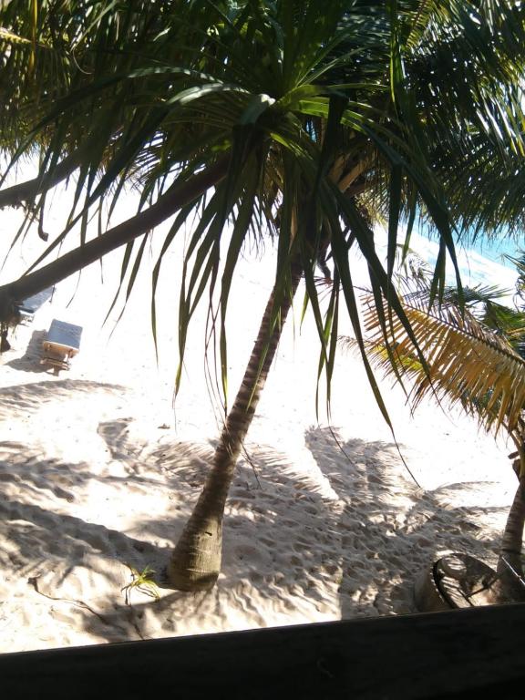 The Alpha Monkey hotel & Tree house - 11