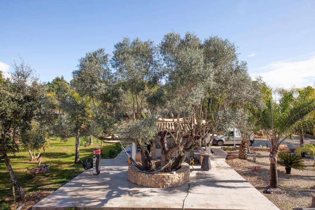 a tree in a planter in a park at Casa Petit Paraiso in Lagoa
