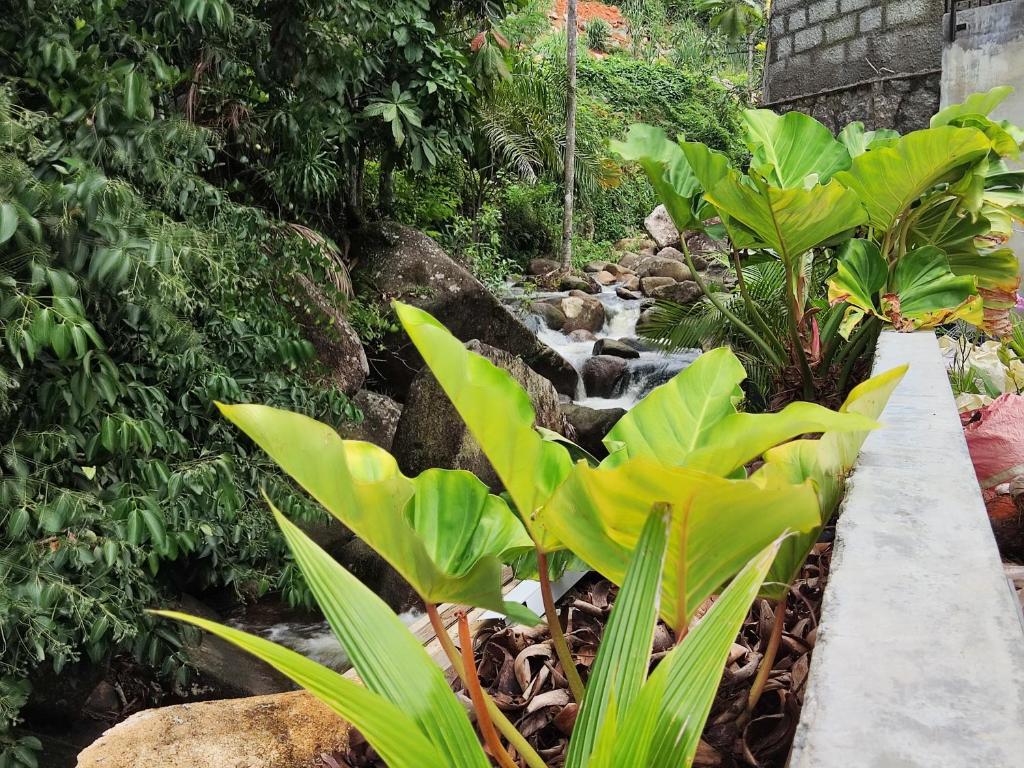 Zahrada ubytování 2-Bed Apt Sleeps 4 near Beau Vallon Beach