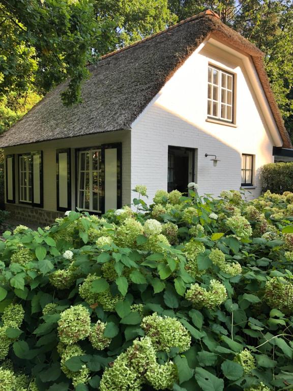 une maison avec beaucoup de plantes vertes devant elle dans l'établissement Schilde Cottage, à Schilde