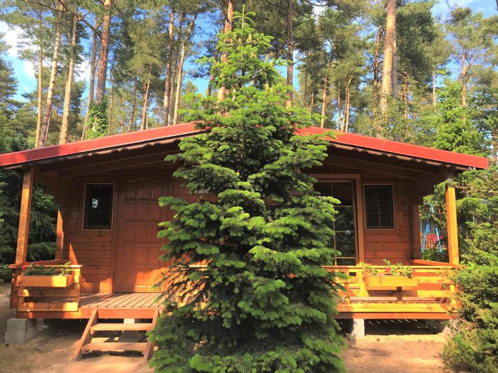 a cabin in the woods with a tree at Leśne Zacisze in Poddąbie