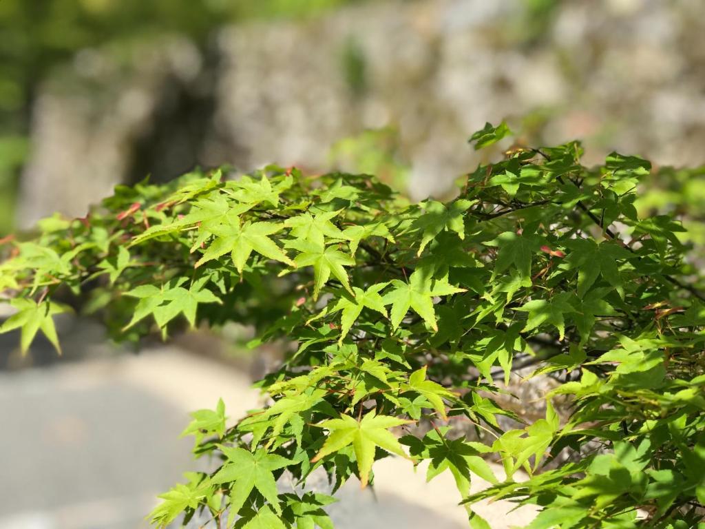 un cespuglio verde con molte foglie verdi di Ohara Chisui - Vacation STAY 9209 a Sakamoto