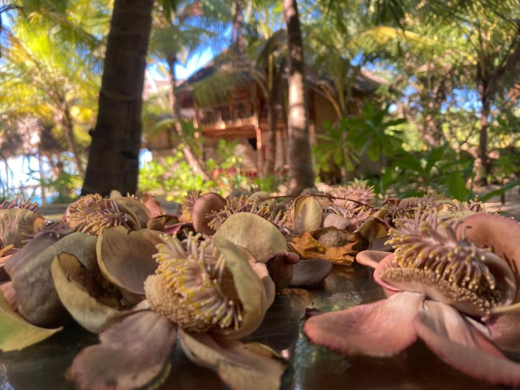 Giardino di The Alpha Monkey hotel & Tree house