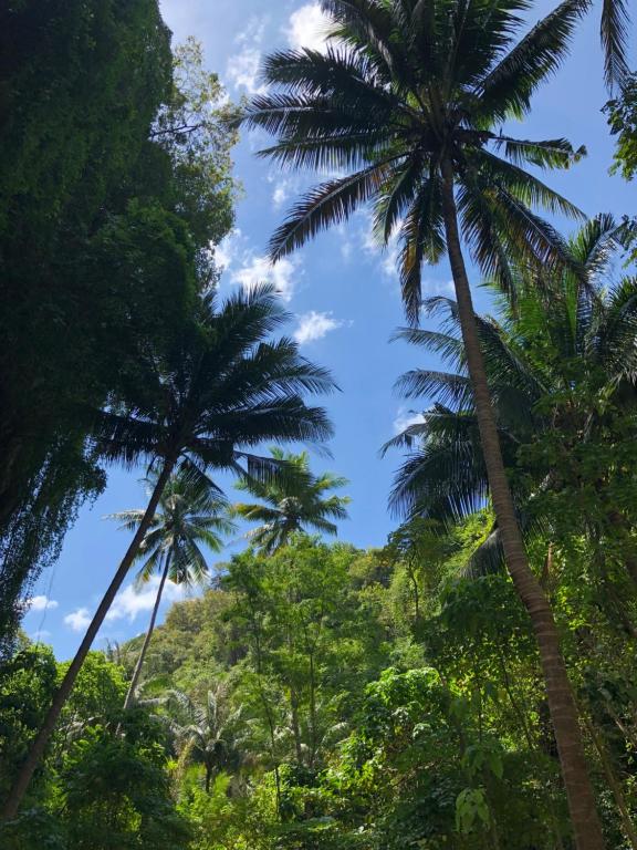 eine Gruppe von Palmen im Dschungel in der Unterkunft AYA APARTMENTS IN MBC in Mai Khao Beach