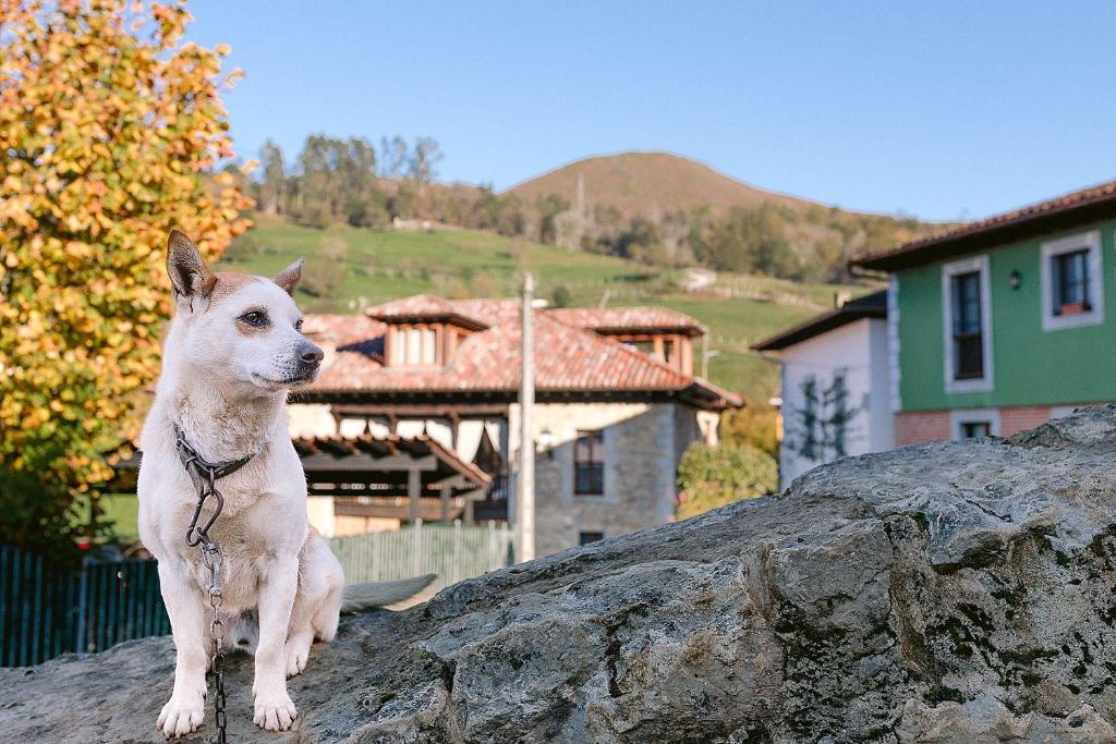 Booking.com: Casa rural La Corrolada , Avín, España - 46 ...