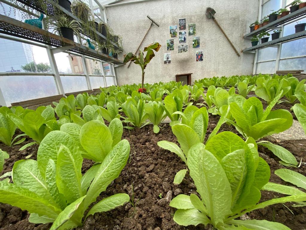 a greenhouse filled with green plants in the dirt at Crowne Plaza Istanbul Oryapark by IHG in Istanbul