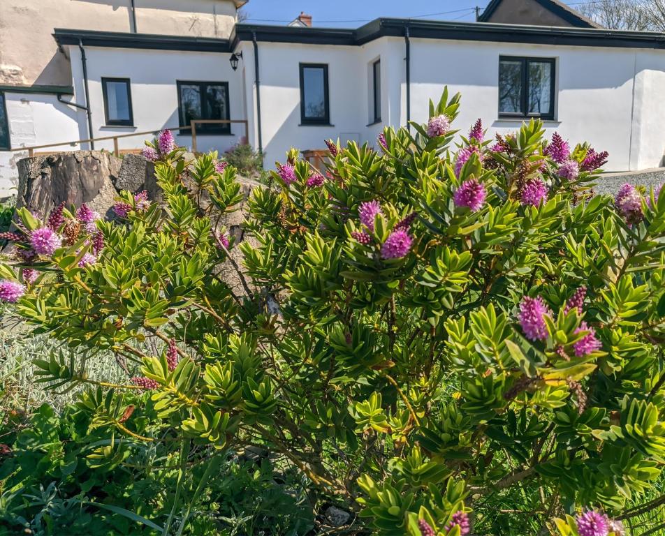 a bush with purple flowers in front of a house at Darracott Farm Cottage in Welcombe