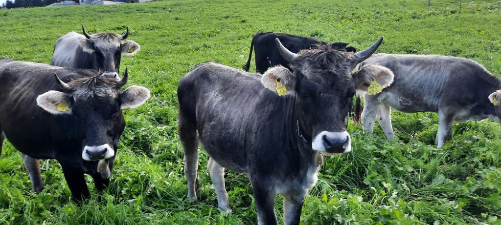 a group of cows standing in a grassy field at Biobauernhof Mesneranderl in Innsbruck