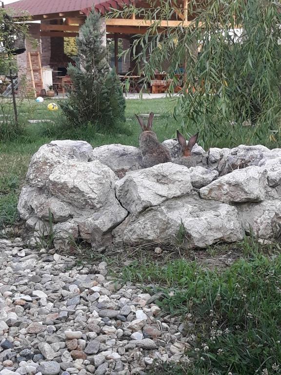 Zvířata v chaty nebo okolí