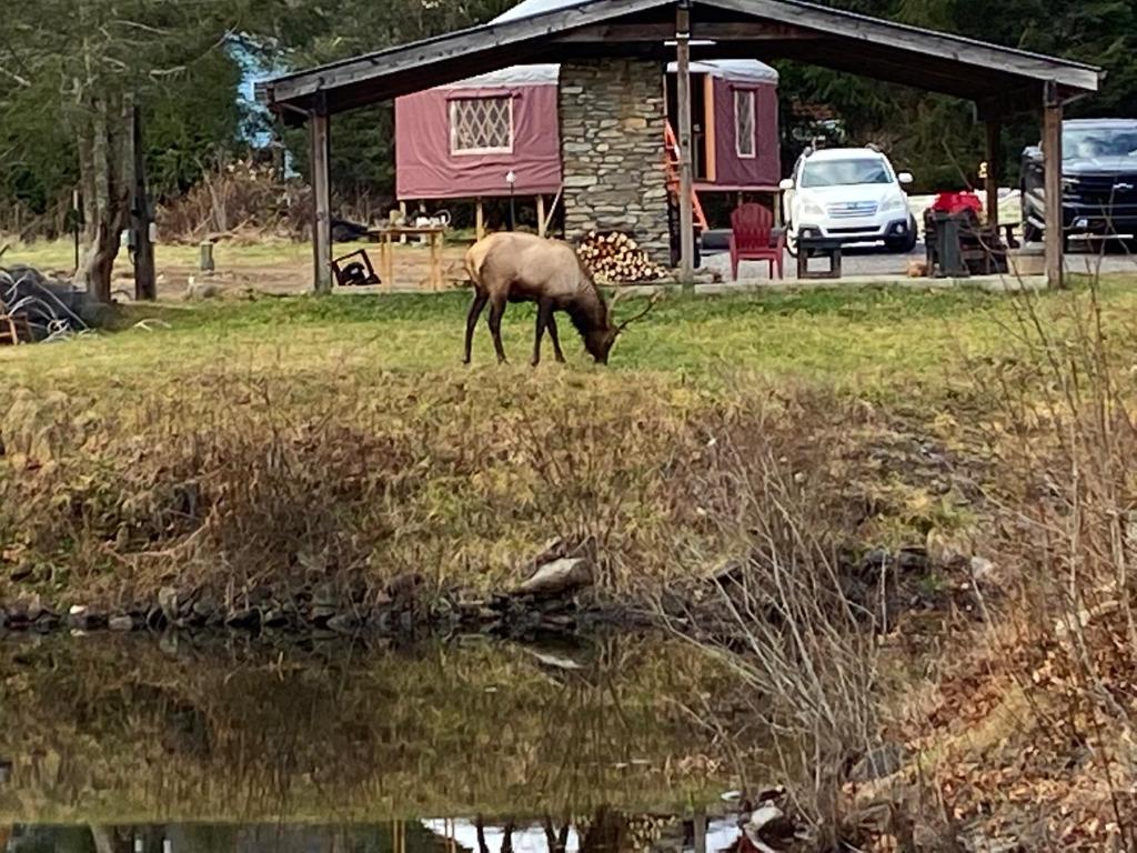 Maggie Valley Cabin Rentals, Maggie Valley (updated prices 2026)