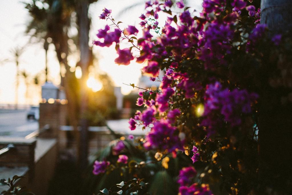 A garden outside MAREA Hotel