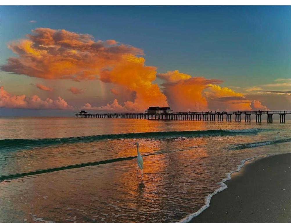 a bird standing on the beach next to a pier at Naples Dream at WTC with Heated Pool SPA Sauna 7 bicycles and 3 mls to beach in Naples