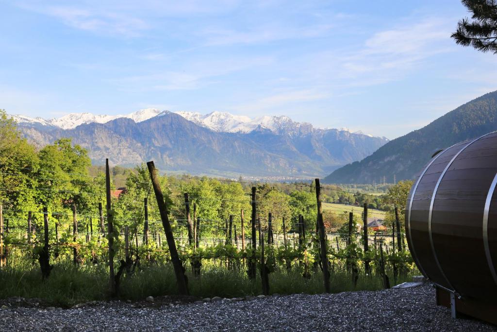 un viñedo con una valla y montañas al fondo en Schlaf-Fass Maienfeld, en Maienfeld