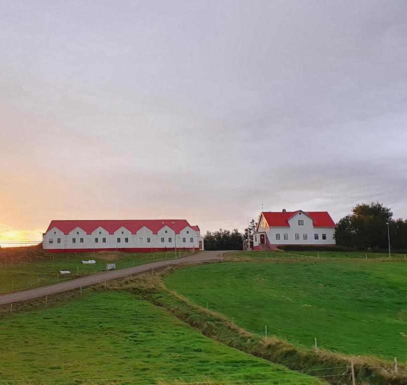 a row of white houses with red roofs in a field at Helluland Guesthouse in Sauðárkrókur