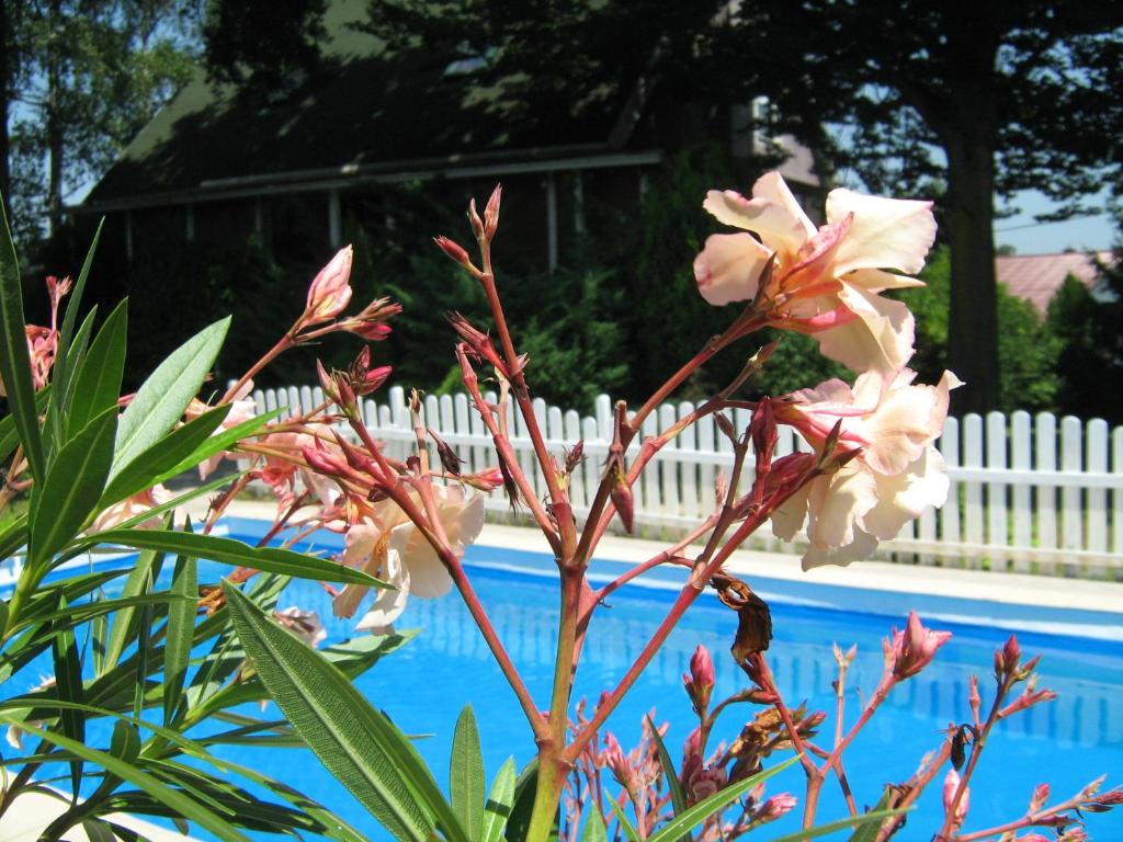 een plant met roze bloemen naast een zwembad bij Guest House Westwood in Kraljevec Kupinečki