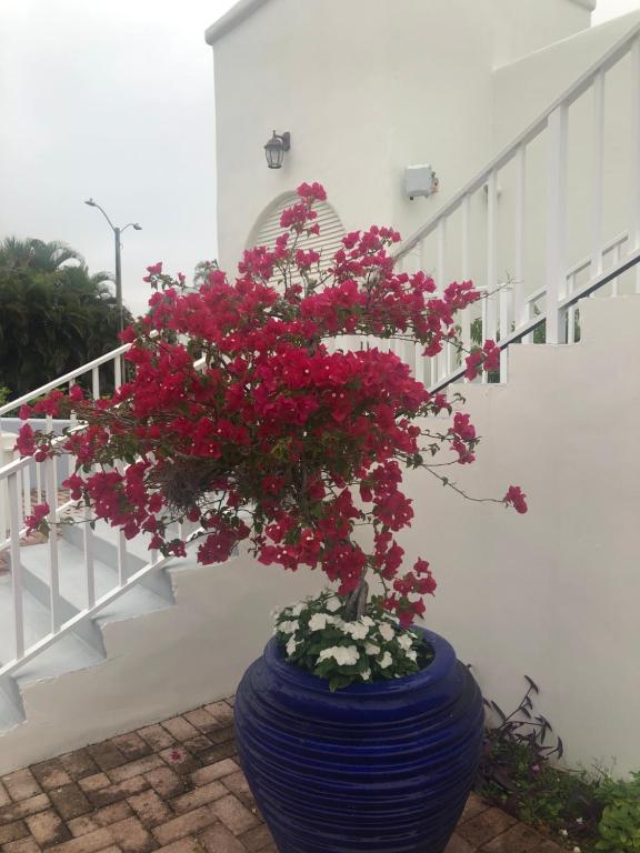 a plant in a blue pot sitting next to a staircase at Naples Dream at WTC with Heated Pool SPA Sauna 7 bicycles and 3 mls to beach in Naples