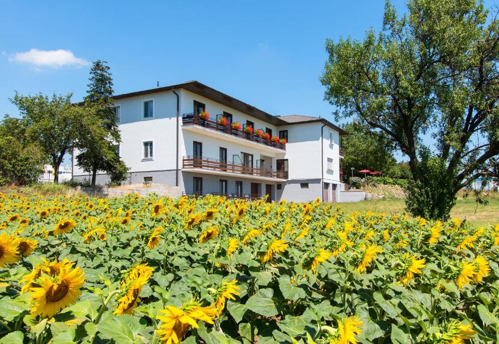 ein Haus inmitten eines Sonnenblumenfeldes in der Unterkunft Gasthof-Pension Wein in Breitenbrunn