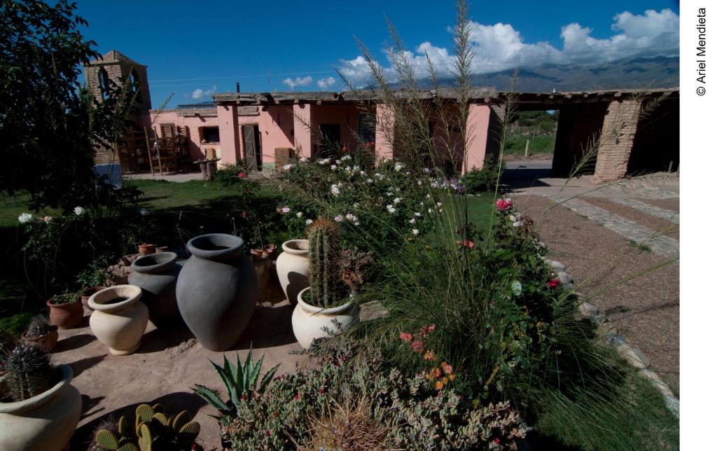 un groupe de pots de plantes dans un jardin dans l'établissement Finca Huayrapuca, à Famatina