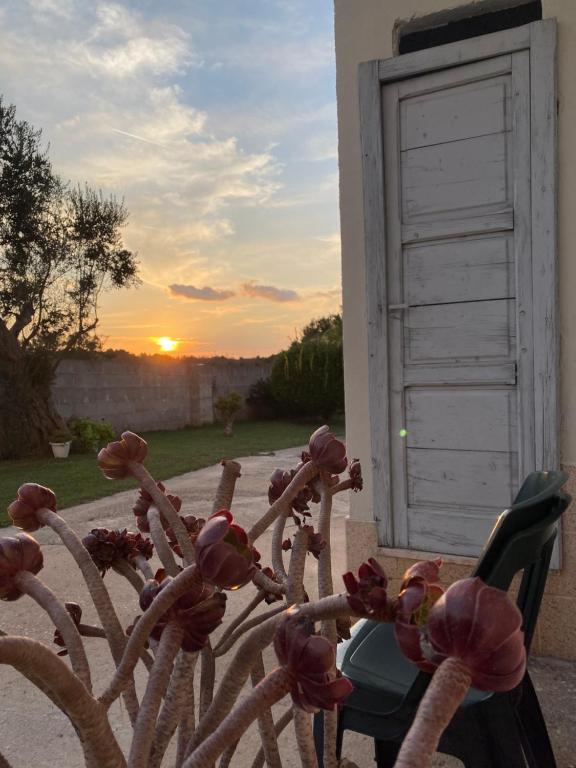 uma planta na frente de uma porta com o pôr do sol em Coco' Country House Lecce em Lecce