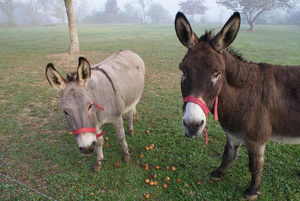 two donkeys standing next to each other in a field at Au Pichet in Saint-Orens